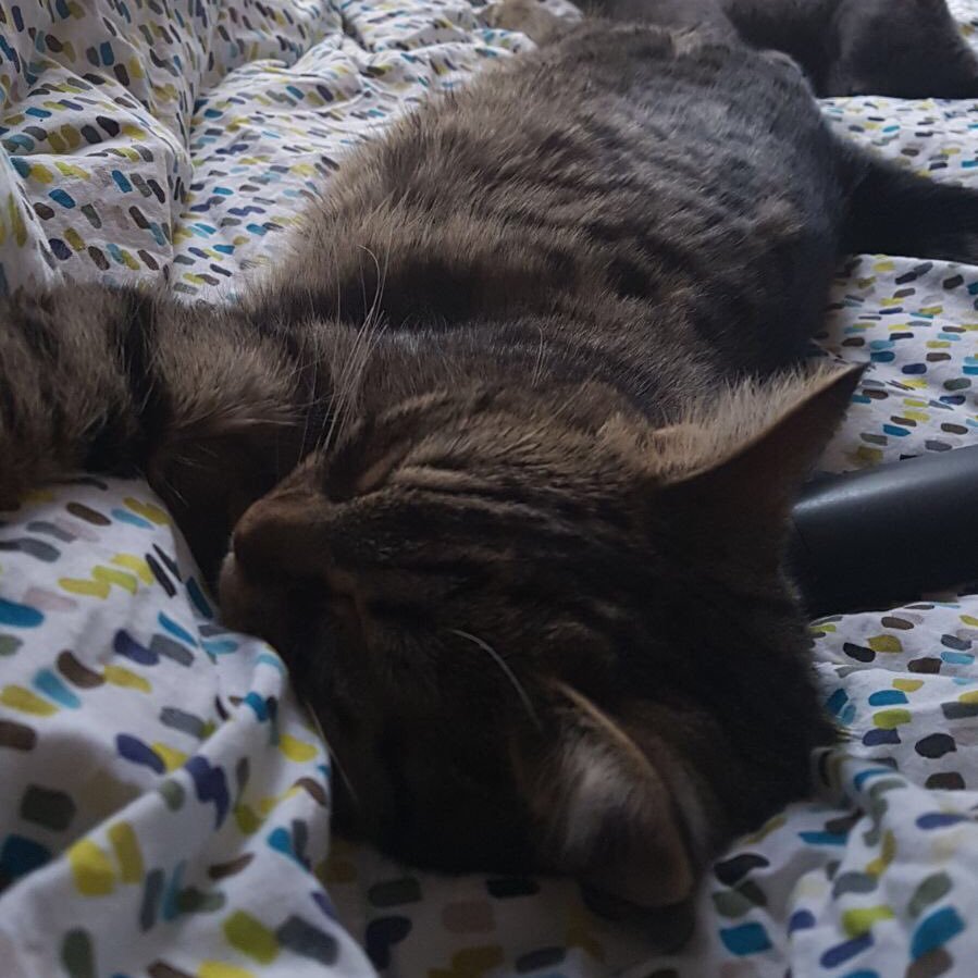 JoeDubini's profile picture. 