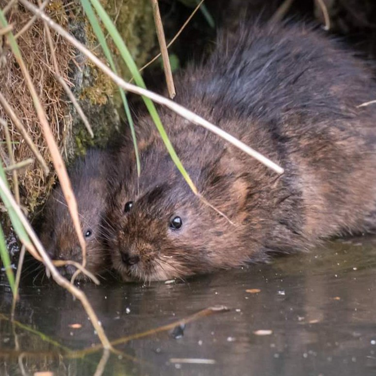 Derbyshire Wildlife Trust & Volunteers have a project to clear the Cromford Canal in Jacksdale, Ironville & Codnor Park maintaining paths & countryside.