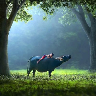 sxcyliang's profile picture. 