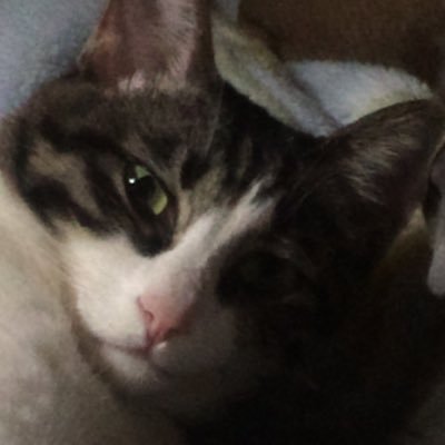 rinanashu's profile picture. SP7W5GKT