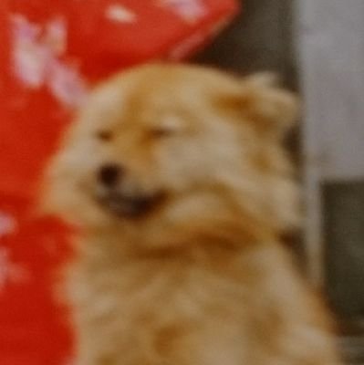 vizenmiko's profile picture. 2020夏～シャネルズ、ラッツ&スター
にはまり🎺桑野さん推し🐭🌟トロンボーン吹けます😺