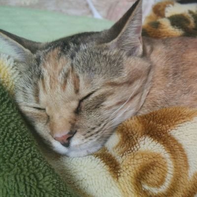 ありんこさんのプロフィール画像