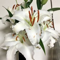 きき ✨ (@1904cappu) Twitter profile photo