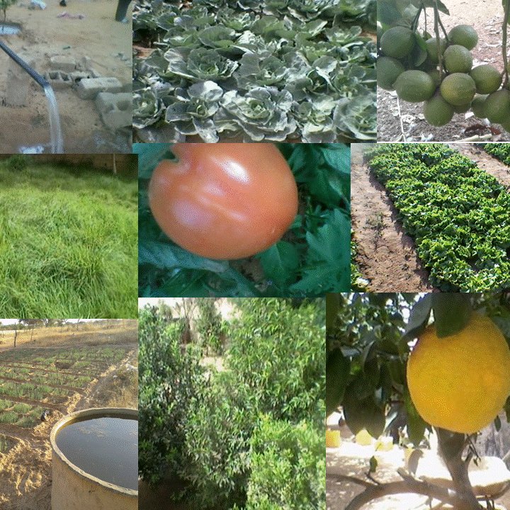 Rao business kheweul est une entreprise agricole qui produit des fruits et légumes frais de haute qualité