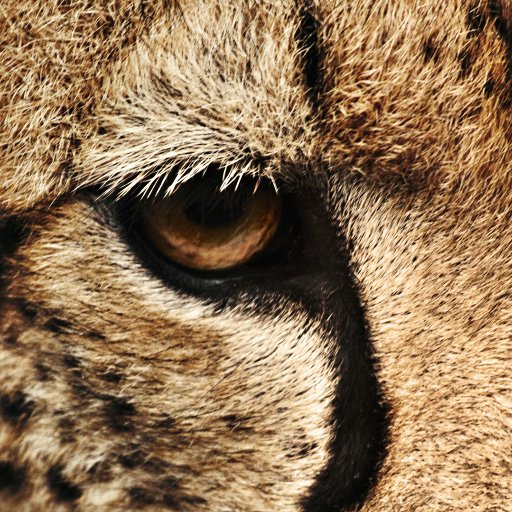 Cardi_StLouis's profile picture. 