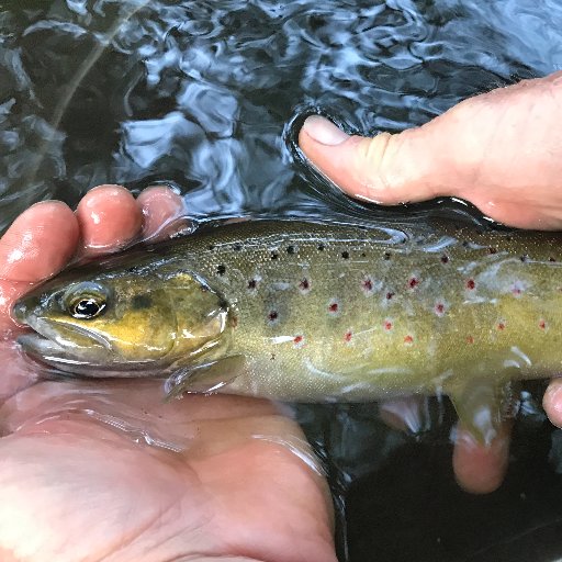 stalkingcarpe's profile picture. 