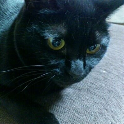 mio1203's profile picture. 猫とファイターズと音楽が好きです🐈‍⬛⚾︎Fs#25 🎧THE SIXTH LIE/NOISEMAKER/Survive Said The Prophet/Lost Back’Point