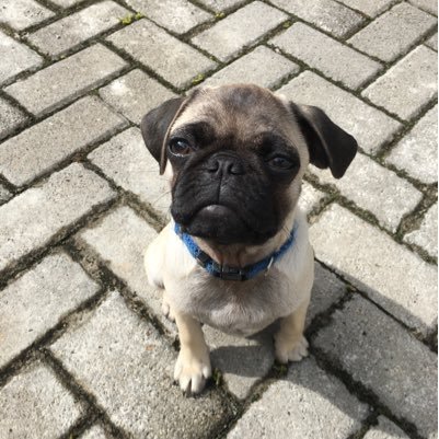 Pug totalmente bajo de valores que publica bromas, memes y chistes sin meditar que sean de bajo valor. ¡Soy muy tierno!