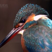 タカ (@sskozy) 's Twitter Profile Photo