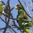 birdsofnica's profile image