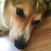 ぶぅ🌈 (@328lucky) Twitter profile photo