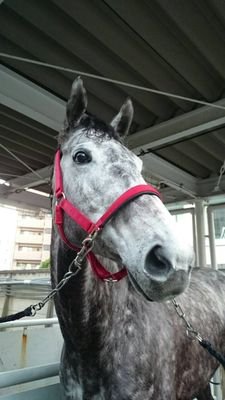 北海道浦河町で生産、育成をしています。
日々強い馬作りを目指し、必ず競馬場に生産馬を連れて行くのを信念に頑張っています。