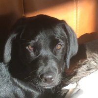 Bill (@bill_da_dog) 's Twitter Profile