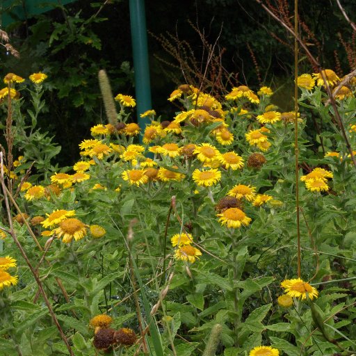 We are holding our village's second Open Gardens weekend on 1st and 2nd June 2019. Come pay us a visit.