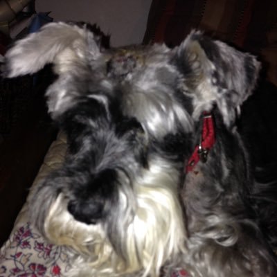 gabycandal's profile picture. 