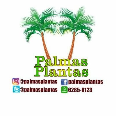 Venta de Palmas Variadas Y Plantas Ornamentales. Estamos ubicados en Panamá Oeste, La Chorrera. WhatsApp y cell 6285-0123.