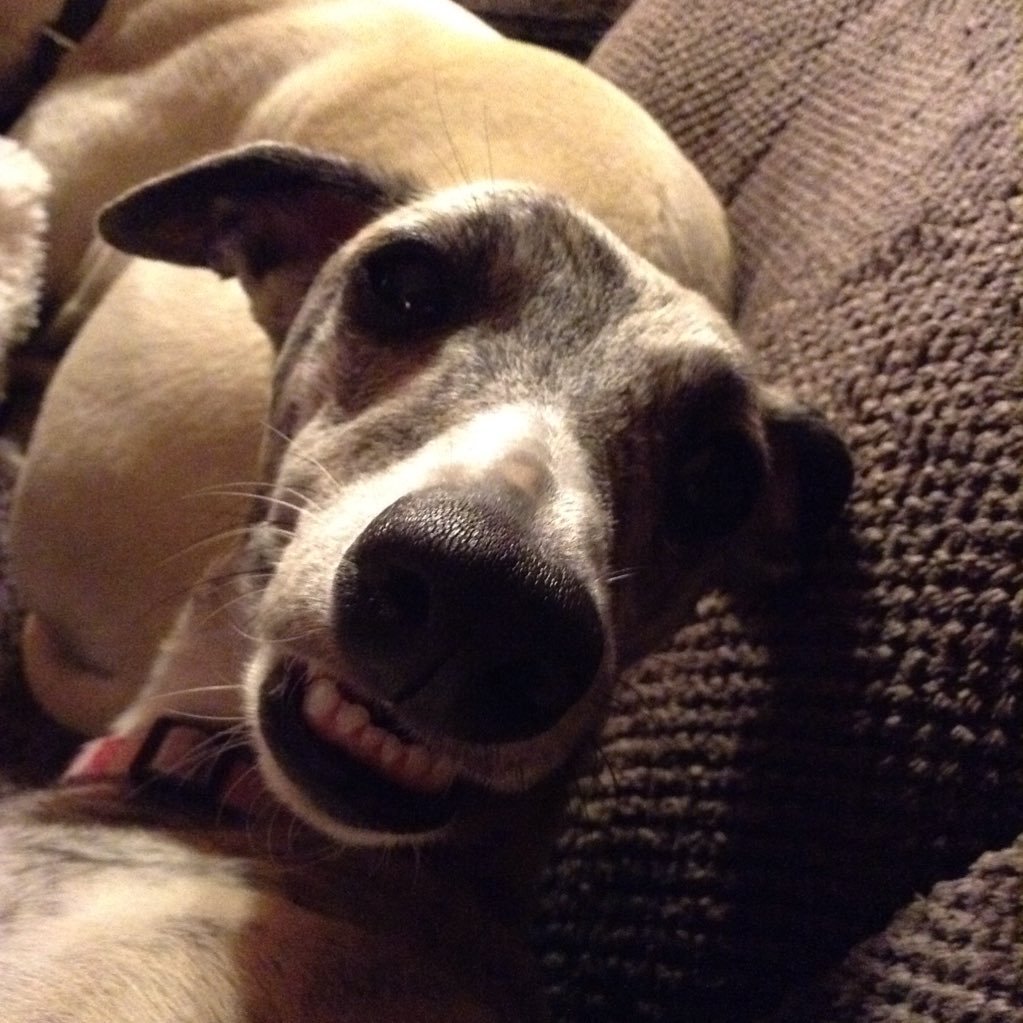 ljjohns's profile picture. Hopefully snuggling with a sighthound and a good book.