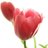 hessa_ibra's profile image