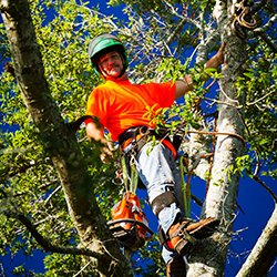 Above and Beyond Tree Service is a full service tree company based in Jacksonville Fla. We specialize in trimming, removals, and stump grinding.