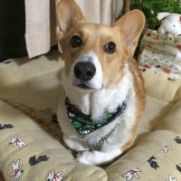 Nobuhiko_SATO (@nick_n_sato) 's Twitter Profile