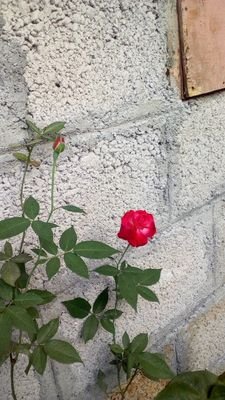 Asit69661503's profile picture. 