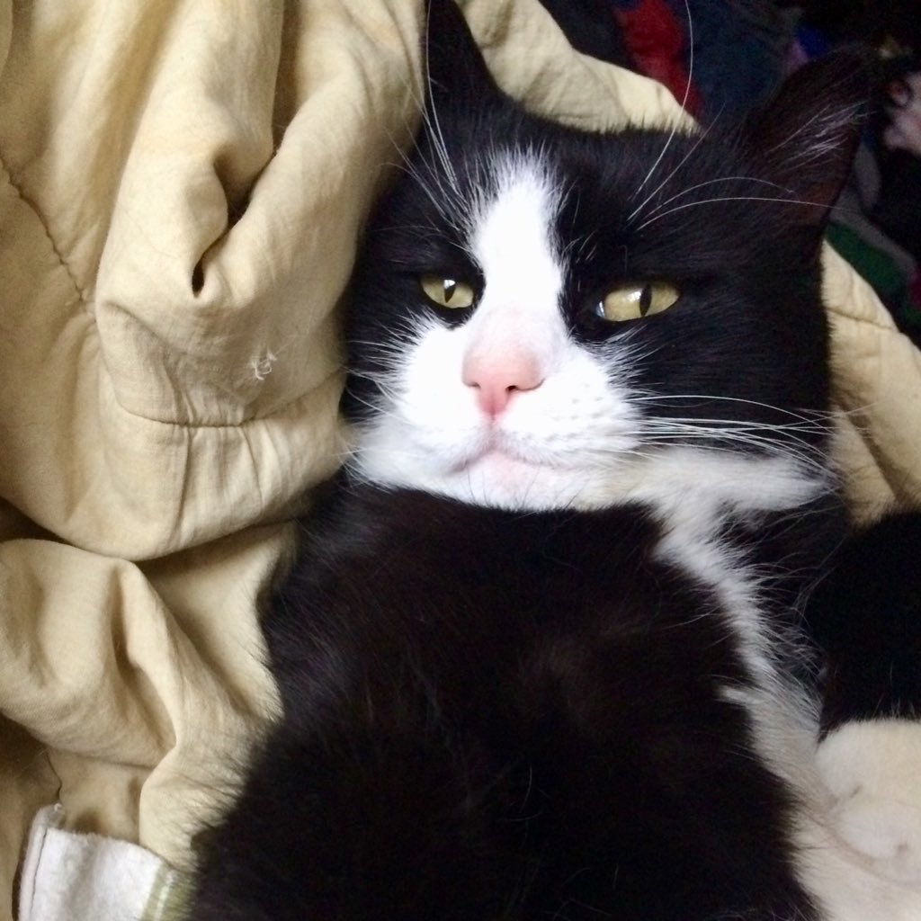 inktellectual's profile picture. she/her. Sarcastic, silly, artistic fat woman with a zero BS tolerance level