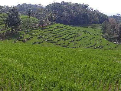 ghaelani3210's profile picture. 