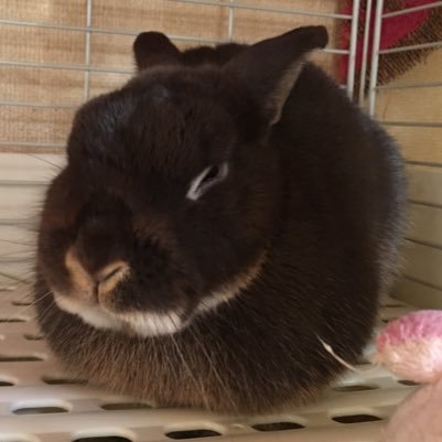 chocolate021120's profile picture. ちびちび呟きます。基本的には好きなものとゲームのRTばかり(゜▽゜) 艶が、古高俊太郎様推し❤ アカセカは紀貫之、沖田総司推し❤ウォーキングデッド✨グレン❤ライフアフター長期休止中［秋の森林サーバー すだち園 A.レイア］❤鬼滅の刃、呪術廻戦、キングダム 、下野紘さん🫶今はファンパレ、地球最後の日が毎日のルーティン！