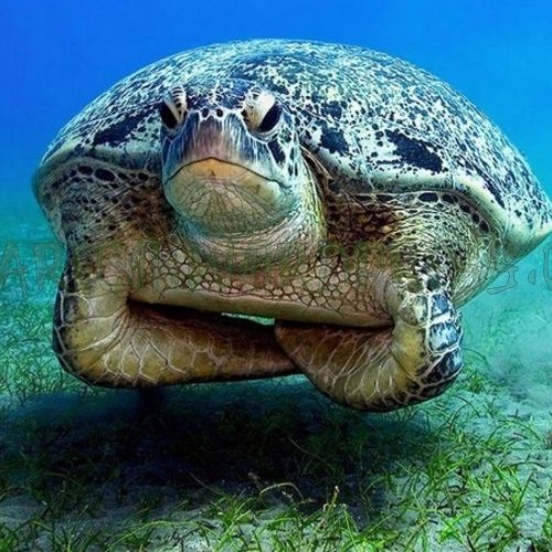 Periodismo. Música. Cine. Gastronomía. Las cosas. Tortuga permanentemente enfadada.
