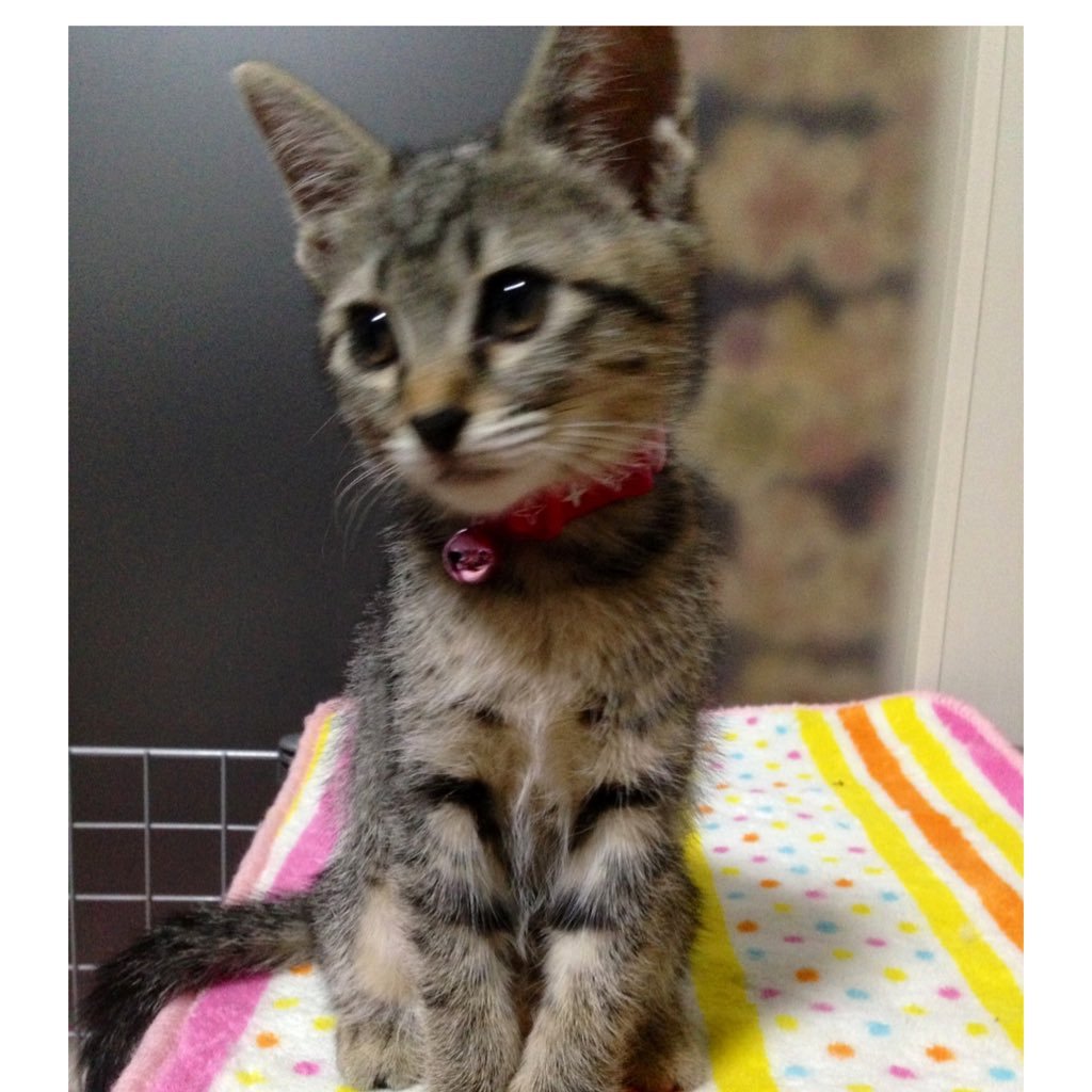 eve12kei24_'s profile picture. 日本古来の 和布 着物や風呂敷を服や小物に変化させ 風呂敷は何枚も 使用し服を作っています。一枚だけの風呂敷や想い出の着物等、いろんなデザインして作品を作ってます。 貴女だけの 一着をお作りします。haute coutureデザイナーです。風呂敷ファッション第一人者です。自社ブランド名EVEJAPANです。