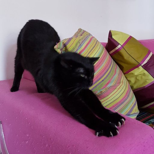 giopaoli's profile picture. 