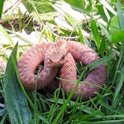 BieBeKoppelKiel's profile picture. 