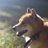 柴犬ムサシand jkoのアイコン