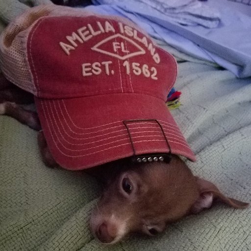 Dave57836192's profile picture. Husband. Father. Vet. No one to be trifled with. 🇺🇸 PMP. CAPM. Arms Dealer. Myrmidon.