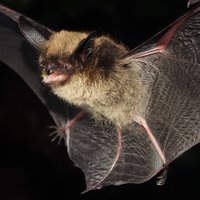 Alberta Bats(@albertabats) 's Twitter Profile Photo