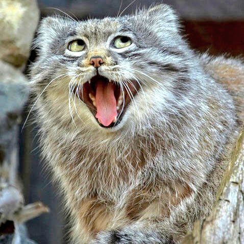 NK555913's profile picture. 花北→山形大学理学部生物学科 →北海道  万物はメタルに帰す