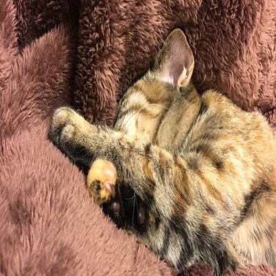 やっぴ ヒッキーヒッキー ふとした疑問なんだけどさ 何で犬が人に噛み付いたくらいで射殺が妥当なんだろ 襲 われるかもしれなかったから なら人間に襲われそうになったら殺してもいいのかしら 人間相手には過剰防衛取られたりするのにおかしくないかしら