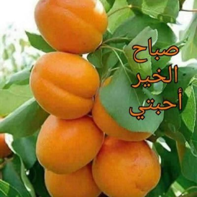 RazanAlsawaf6's profile picture. thanks for all help