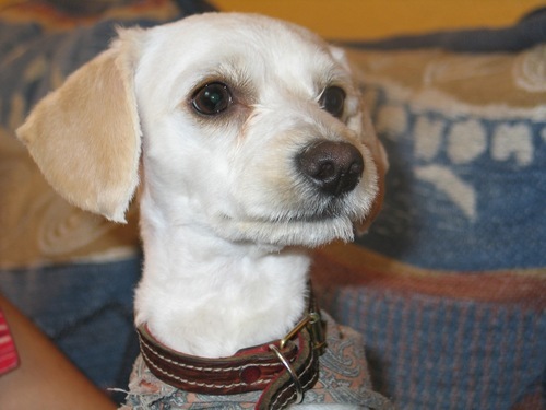 chamukosound's profile picture. 