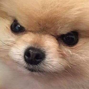 Osmariguano's profile picture. Dog enthusiast and Megaman fan, that's all you need to know 🤔