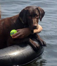 clemmiedog's profile picture. 