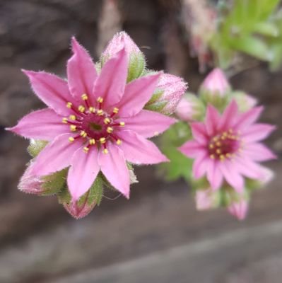 zoosdgreat's profile picture. eeny meeny mack a racker 🐞