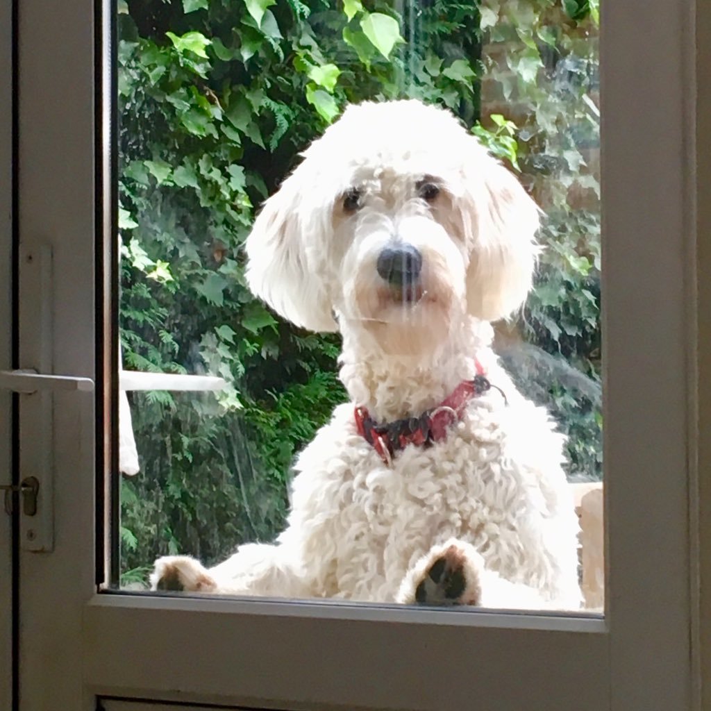 20 something year Channel veteran! Marathon runner, Chicken keeper and Goldendoodle owner! (Views are my own).