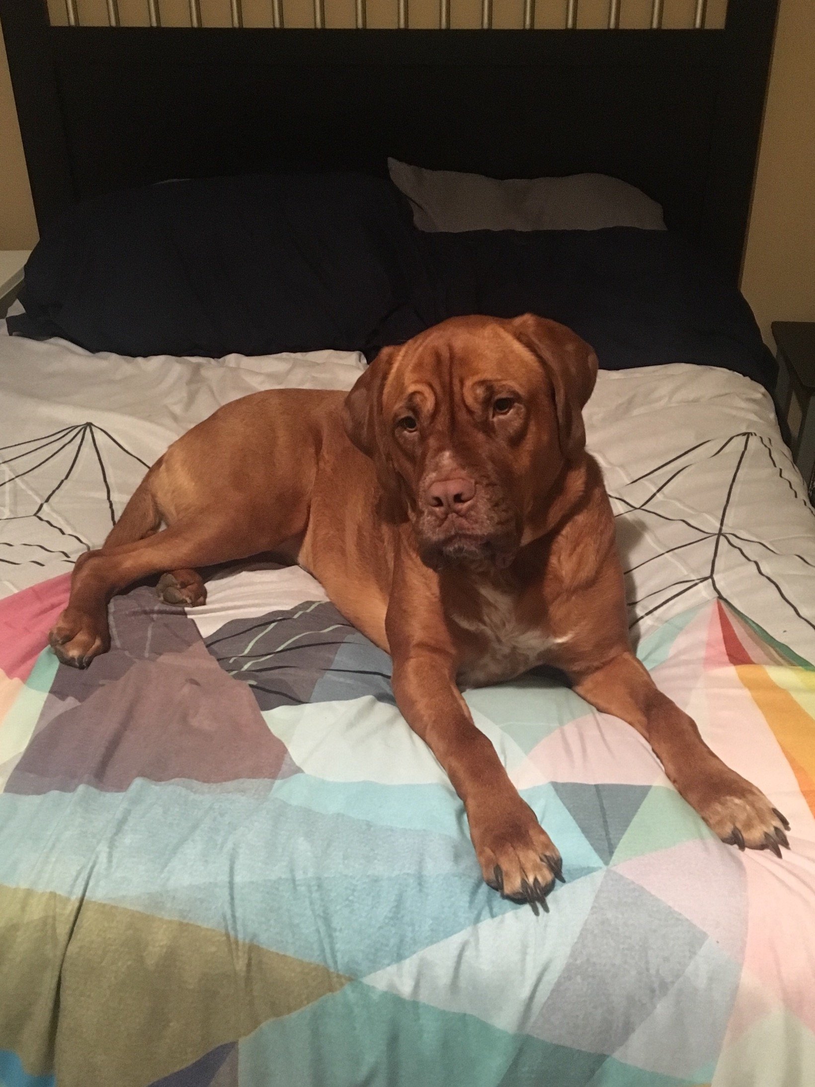 Pheobethepooch's profile picture. I'm a dog.  A spoiled dog. Been controlling my human since 2016. 
#mastiff
@kishakorsini feeds me