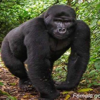 +256756200001 Gorilla trekking, Flight tickets for sale, Tours and travel, Dubai Visa, China Visa, Hotel booking, Holidays packages, Custom tour Package