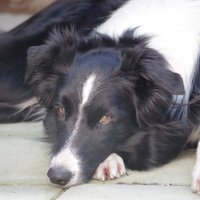 DUTCHY (@dutchy__nl) 's Twitter Profile