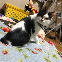 ありんこ (@_arinkochan) 's Twitter Profile