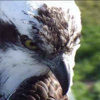 Annie (@snowleopard4me) 's Twitter Profile