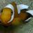 Blue_dolphin_F's profile image
