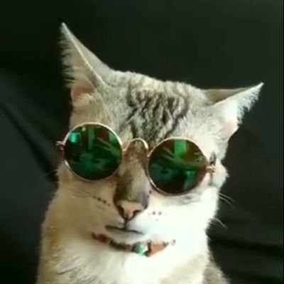 Igr35042772's profile picture. O Mundo É Redondo Foda-Se